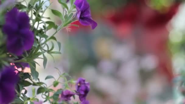 Coloridas flores de petunia en la olla colgante — Vídeos de Stock