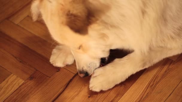 Cute white dog enjoying in favourite food, carrots — стоковое видео