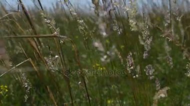 Kır çiçekleri, bitkiler ve otlar