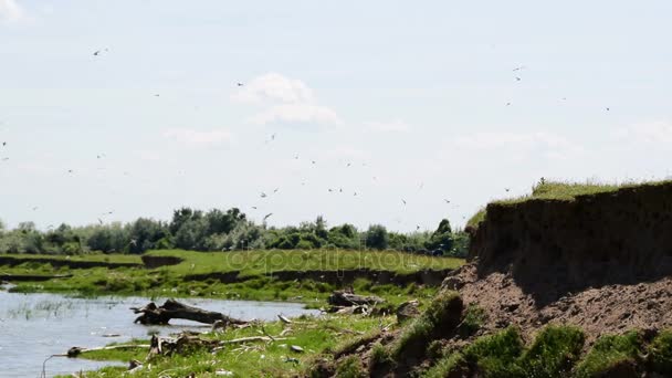 Scogliere sabbiose vicino al fiume, habitat naturale di sabbia-martin-volo del gregge — Video Stock