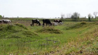 inek ve keçi otlatma yeşil sahada