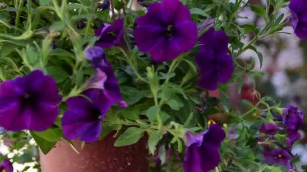Kleurrijke petunia bloemen in de hangende pot, spinnen — Stockvideo
