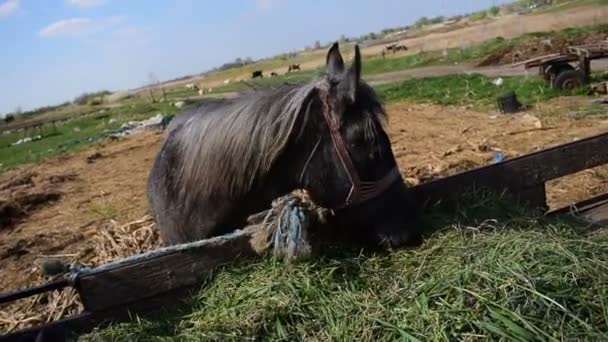 2 em 1, amarrado cavalo cinza comendo feno do trailer — Vídeo de Stock