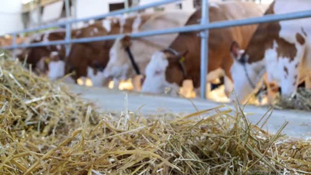 Széna és tehenek, hogy eszik a pajtában, módosítsa a gyújtótávolság — Stock videók