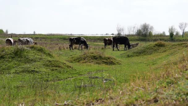 Vacas blancas y negras en fila, en la parte trasera — Vídeos de Stock