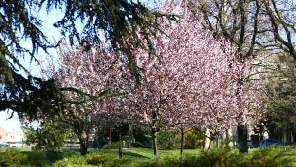 Blooming cherry trees in the park — Stock Video