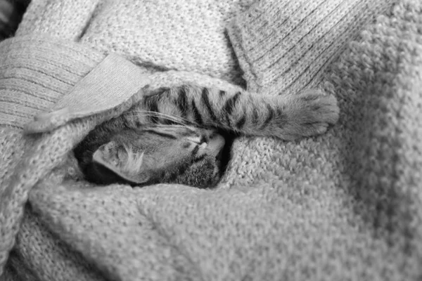 Die kuschelige Katze schläft — Stockfoto