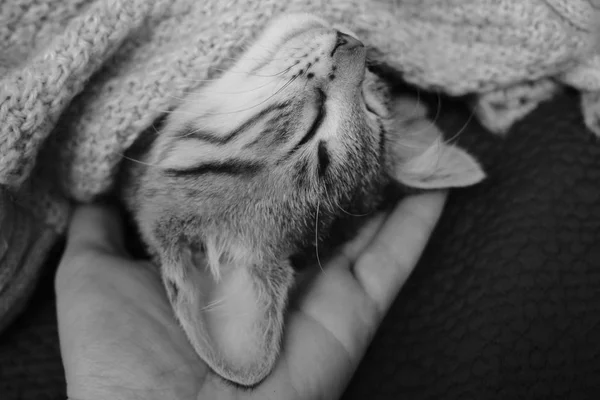 Χαριτωμένο γατάκι ξαπλωμένοι ανάποδα στην παλάμη τους ιδιοκτήτες, που καλύπτεται με κουβέρτα — Φωτογραφία Αρχείου
