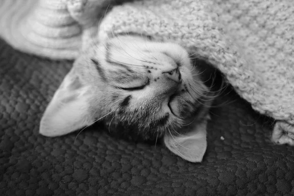 Gatinho bonito deitado de cabeça para baixo no sofá, coberto com cobertor — Fotografia de Stock