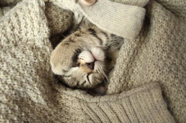 Wrapped kitten in a woolen sweater clipart