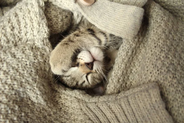 Wrapped kitten in a woolen sweater — Stock Photo, Image