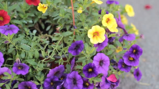 Coloridas flores de petunia en la olla colgante, girando — Vídeos de Stock