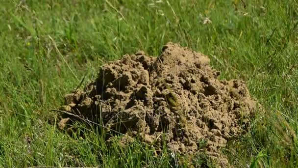 Maulwurfshügel auf Frühlingsgras mitten im Garten / Grasland — Stockvideo