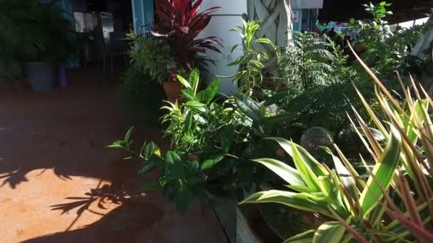 Декоративные растения возле кафе и рождественская елка — стоковое видео