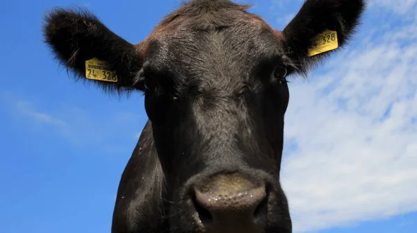 Linda cara de vaca negra angus, cielo azul en el fondo — Foto de Stock