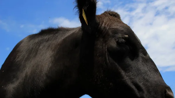 Primer plano del perfil de la vaca angus negra —  Fotos de Stock