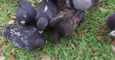 Parktaki güvercinler çatlar atma