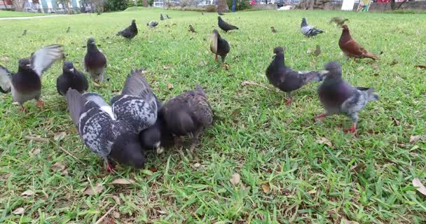 在公园里吃的鸽子 — 图库视频影像