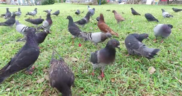 Alimentación de palomas en el parque — Vídeos de Stock