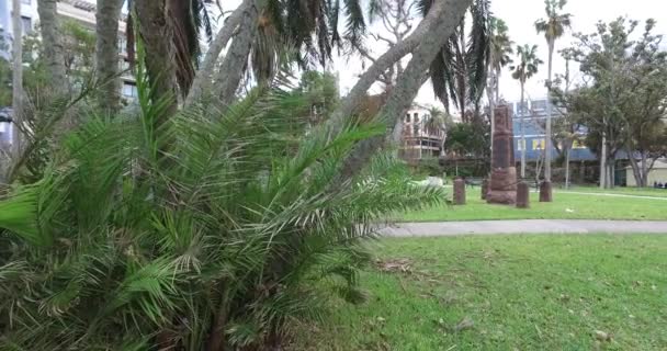 Palmboom in het park — Stockvideo