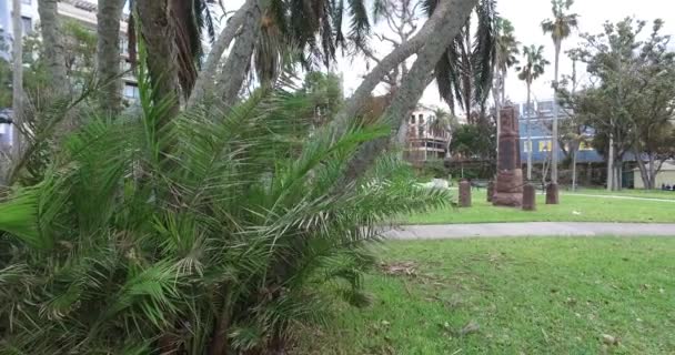 Palmera en el parque — Vídeos de Stock