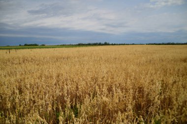 Bir tarım tarlasında yulaf mahsulü