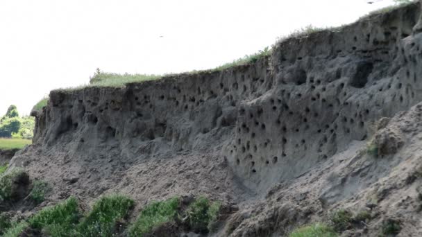 孔巢在沙地的悬崖上，自然栖息地的砂-马丁 — 图库视频影像
