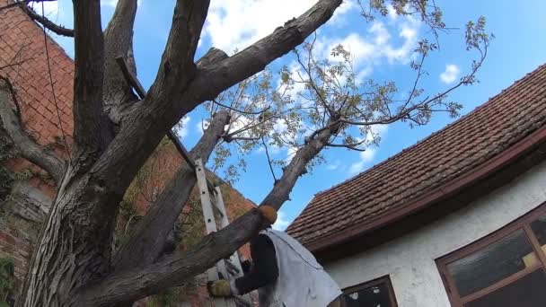 El hombre está subiendo al árbol con escaleras, el gato está en problemas — Vídeos de Stock