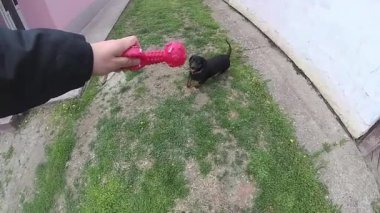 köpek-dachshund atlama ve plastik bir oyuncak sahipleri el, yavaş hareket yakalama