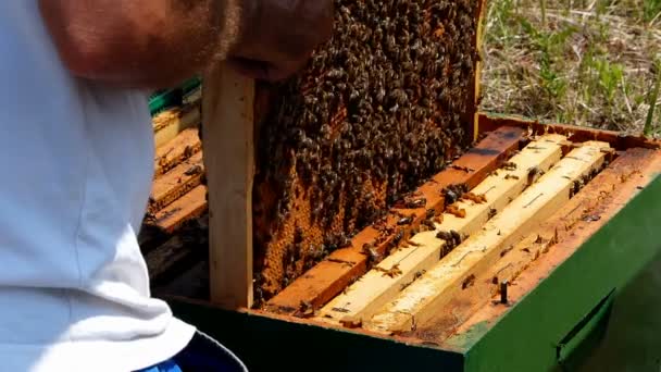 Mann zieht mit Händen Rahmen aus Bienenstock — Stockvideo