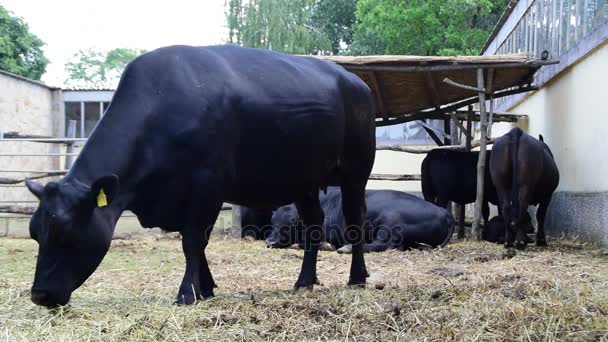 Vacas negras angus en el establo — Vídeos de Stock