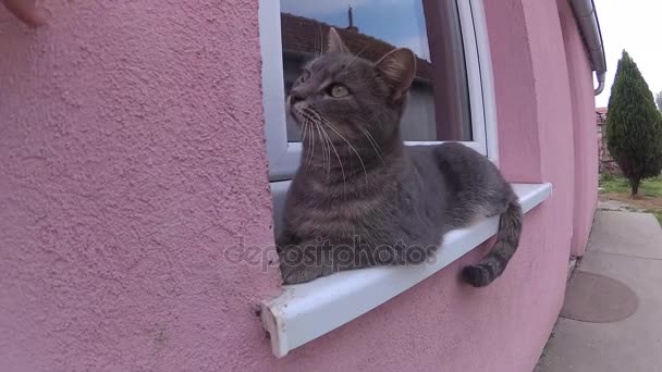 Gato bonito jaz na janela, brincando e abraçando com seu proprietário — Vídeo de Stock