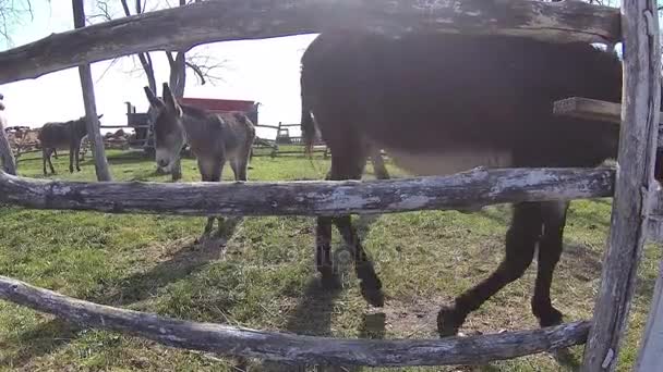 2 em 1, burros bonitos na fazenda cercada — Vídeo de Stock