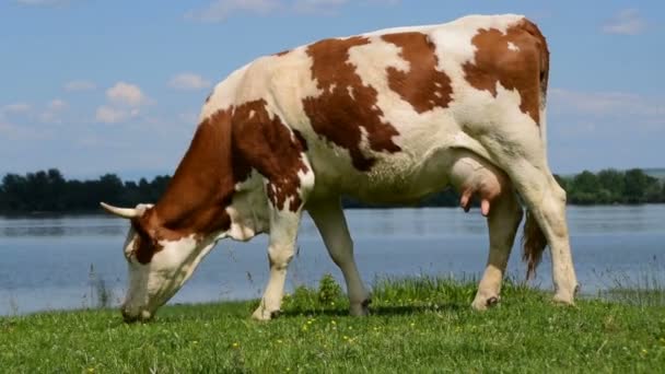 Hermosa escena de vaca pastando; vaca holstein roja pastando junto al lago — Vídeos de Stock