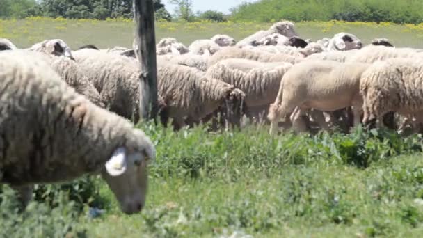 Schafe ziehen über die Wiese — Stockvideo