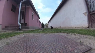 köpek-dachshund atlama ve sahipleri elinde plastik bir oyuncak yakalamak