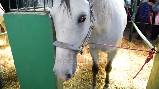 Schattig wit/grijs paard op landbouwbeurs — Stockvideo