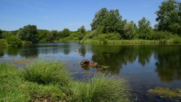 2 in 1, ongerepte natuur door het meer, en falled boom — Stockvideo