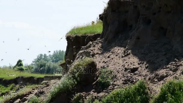 모래 절벽, 모래 마틴의 자연 서식 지에에서 구멍 둥지 — 비디오