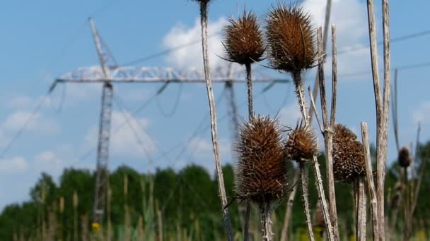 Baris Burdock dan transmisi di latar belakang — Stok Video