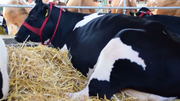 Vaca preta e branca deitada no feno na feira agrícola — Vídeo de Stock