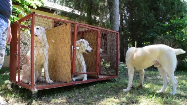 Собаки-азиатские пастухи на выставке собак — стоковое видео