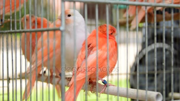 Las variedades rojas de canario; las aves en la jaula — Vídeos de Stock