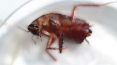 Hamam böceği mücadele ve bir cam kavanozun içinde geriye doğru yalan