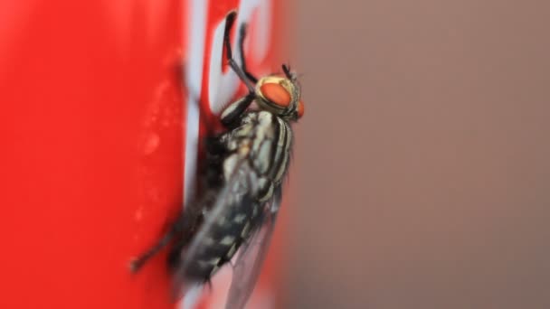 La mosca molesta en la taza roja — Vídeo de stock