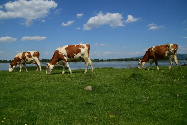 Tres vacas marrones y blancas pastando cerca del agua en un día soleado — Foto de Stock