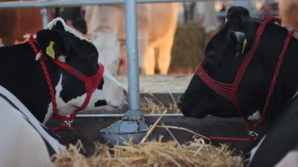 2 en 1, Vacas acostadas en un heno y un taco — Vídeo de stock