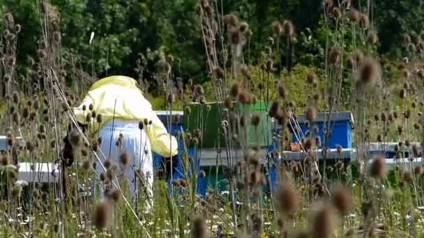 Apiculteur et ruches sur le pâturage, vue depuis la prairie — Video