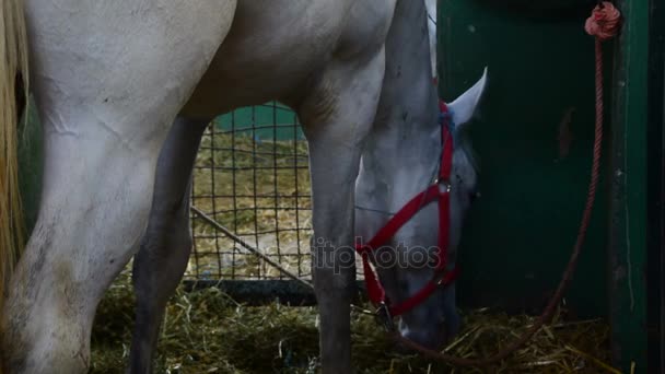 Связанная белая лошадь ест в стойле — стоковое видео