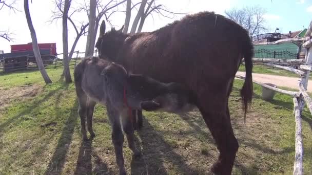 Keledai kecil yang lucu, menghisap ibunya — Stok Video